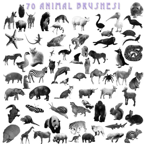 AZAnimalsPSB
