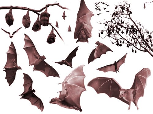 ToTheBatcave